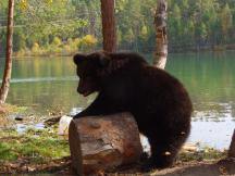 Brown Bear